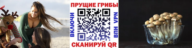 купить   Менделеевск  Псилоцибиновые грибы MAGIC MUSHROOMS 